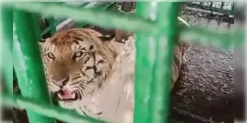 Read more about - Alipore Zoo | আলিপুর চিড়িয়াখানায় দুই বাঘিনীর মৃত্যু ঘিরে ঘনাচ্ছে সন্দেহ