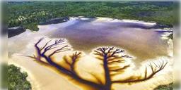 Read more about - অস্ট্রেলিয়ার চিত্রগ্রাহক সন্ধান দিলেন হ্রদের জলের মধ্যে ‘ট্রি অফ লাইফ’, এর