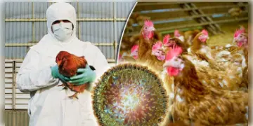 Read more about - বিশ্বে প্রথমবার বার্ড ফ্লুর H3N8 স্ট্রেন মিলল মানবদেহে