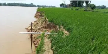 Read more about - বিঘার পর বিঘা জমি দামোদরের গ্রাসে, নদীতে ভাঙনের ফলে তলিয়ে যাচ্ছে দোফসলি ও তিনফসলি জমি