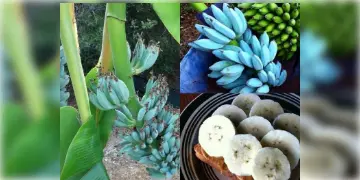 Read more about - Blue Java Banana | কৃত্রিম নয়, এই কলার রং আসলেই নীল! ভ্যানিলা আইসক্রিমের মতো খেতে এই নীল কলার রয়েছে একাধিক পুষ্টিগুণও!