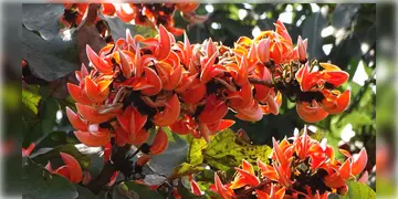 Read more about - Purulia | বসন্ত উৎসবের মুখে পুড়ে ছাই অসংখ্য পলাশ ফুলের গাছ! আগুন পুরুলিয়ার প্রায় কুড়ি বিঘে এলাকায়!
