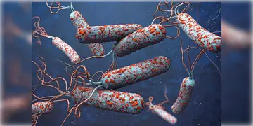 Read more about - Cholera । বর্ষা আসতেই কলকাতার বাগুইআটিতে কলেরার হদিশ! আইডিতে চিকিৎসাধীন যুবক!