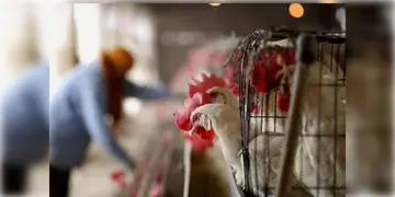 Read more about - Bird Flu | আতঙ্ক বাড়াচ্ছে ব্লার্ড ফ্লু! অন্ধ্র্রপ্রদেশ থেকে  মুরগি-ডিম আমদানিতে নিষেধাজ্ঞা বাংলার!