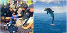 Read more about - Dolphin | গঙ্গায় কমছে ডলফিনের সংখ্যা! কারণ খুঁজতে ভারতে প্রথমবার ডলফিনে করা হল স্যাটেলাইট ট্যাগিং