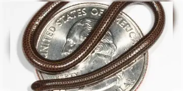 Read more about - Barbados Threadsnake | ২০ বছর পর প্রত্যাবর্তন পৃথিবীর ক্ষুদ্রতম সাপটির, ক্যারিবিয়ান দ্বীপে ফিরে এলো 'বার্বেডোজ থ্রেডস্নেক'!
