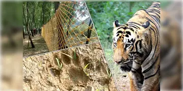 Read more about - Tigress Zeenat | বাঁকুড়ায় অবশেষে দেখা মিললো বাঘিনী জিনাতের! ছোঁড়া হলো ঘুমপাড়ানি গুলি