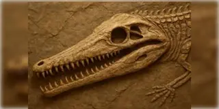 Read more about - Rajasthan | খাস ভারতে মিললো ২ কোটি বছর পুরোনো 'ডায়নোসরের ফসিল'! হুলুস্থুলু জয়সলমীরে