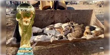 Read more about - FIFA World Cup 2030 | ছিঃ! এতটা নৃশংস ‘মানুষ’? ফিফা বিশ্বকাপের জন্য ৩০ লক্ষ পথকুকুরকে ‘খুন’ করার পরিকল্পনা!