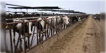 Read more about - California | গরুর দুধে বার্ড ফ্লু ভাইরাসের উপস্থিতি! ক্যালিফোর্নিয়ায়  জারি জরুরি অবস্থা