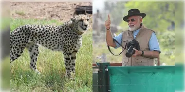 Read more about - Cheetah in India। নতুন বছরে চিতার পাল আসছে ভারতে, উদ্যোগী কেন্দ্র সরকার
