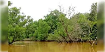 Read more about - Cyclone Dana | ভিতরকণিকার ম্যানগ্রোভ বনে আছড়ে পড়বে 'দানা', কেন এই ঘটনাকে 'আশীর্বাদ' বলছেন বিশেষজ্ঞরা?