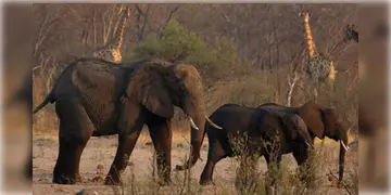 Read more about - Zimbabwe | খাদ্য সংকটে ভুগছে জিম্বাবুয়ে, সংকট মেটাতে ২০০টি হাতি শিকারের সিদ্ধান্ত