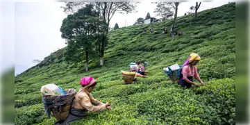 Read more about - Darjeeling Tea | দার্জিলিং টির মোড়কে নেপালের চা বিক্রি! নকল দার্জিলিং চা যাচাই করতে উত্তরবঙ্গে তৈরী  হবে ল্যাবেরেটরি