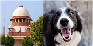 Read more about - Stray Dogs | আটকে রাখা যাবে না পথকুকুরদের! শর্ত দিয়ে দিল্লি থেকে পথকুকুর সরানোর নির্দেশ পরিমার্জন করলো সুপ্রিম কোর্ট!