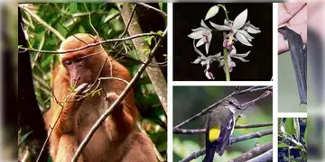 Read more about - New Species । ভারতে খোঁজ মিললো নতুন প্রজাতির ৬৪১টি প্রাণীর! কেবল পশ্চিমবঙ্গেই মিলেছে ৪৯টি নতুন প্রাণীর সন্ধান!