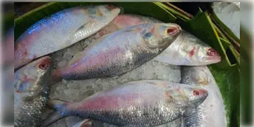 Read more about - Hilsa Fish | পুজোর আগেই ভারতে ঢুকলো পদ্মার ইলিশ, প্রথম দফায় কত কেজি রুপোলি শস্য ঢুকলো এদেশে