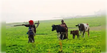 Read more about - বাংলাদেশের রাজশাহী জেলার গরু, বাছুর, মহিষের জন্ম নিবন্ধন বাধ্যতামূলক করা হল