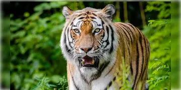 Read more about - Royal Bengal Tiger । জিনাতের পর এবার রয়্যাল বেঙ্গল আতঙ্ক, চাঞ্চল্য ছড়ালো পুরুলিয়ায়