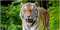 Read more about - Royal Bengal Tiger । জিনাতের পর এবার রয়্যাল বেঙ্গল আতঙ্ক, চাঞ্চল্য ছড়ালো পুরুলিয়ায়