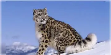 Read more about - করোনায় আক্রান্ত তিনটি তুষার চিতা, আতঙ্কিত জীব বিজ্ঞানীরা।