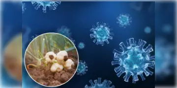 Read more about - Immunity Boosting Food | বাড়ছে করোনার নয়া সংক্রমণ জেএন-১ এর প্রকোপ! এই অবস্থায় সুস্থ্য থাকতে নিয়মিত রসুন খান এভাবে!