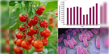 Read more about - Salmonella Infection | সালমোনেলা সংক্রমণে আক্রান্ত হয়ে হাসপাতালে ভর্তি শতাধিক! কাঁচা টমেটো খাওয়া নিয়ে জারি হলো সতর্কতা!