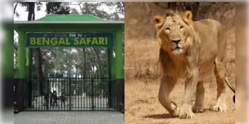 Read more about - Bengal Safari | বেঙ্গল সাফারিতে নয়া আকর্ষণ! মার্চ থেকেই দেখতে পাওয়া যেতে পারে সিংহ!