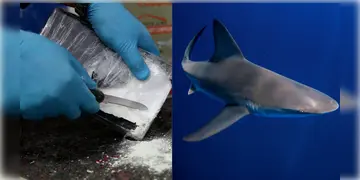 Read more about - Cocaine in Sharks । মাদকাসক্ত সামুদ্রিক প্রাণীরাও! ব্রাজিলের একাধিক হাঙরদের শরীরে মিললো উচ্চমাত্রায় কোকেন