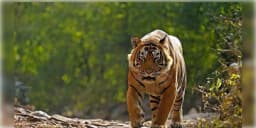 Read more about - Buxa Tiger Reserve | বিহার থেকে বাংলায় হেলিকপ্টারে উড়িয়ে আনা হয়েছিল, ১ মাসের মধ্যেই অসমে উধাও বাঘিনি, চিন্তায় বন দফতর!