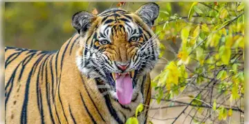 Read more about - সুন্দরবনে কাঁকড়া ধরতে গিয়ে একটি ক্ষুধার্ত রয়েল বেঙ্গল টাইগারের কোপে এক ভারতীয় জেলে