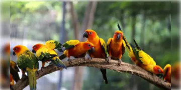 Read more about - National Bird Day | পাখিদের রক্ষা করতে এদিন পালন হয় জাতীয় পাখি দিবস! জানুন ভারতের সেরা পাখির অভয়ারণ্য কোথায় কোথায় অবস্থিত!