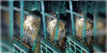 Read more about - Maipit | ছাগলের টোপে অবশেষে ধরা পড়লো দক্ষিণরায়! স্বস্তির নিঃশ্বাস কুলতলির মৈপীঠে