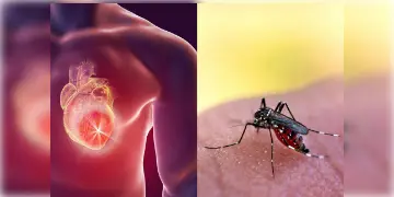Read more about - After Effects of Dengue | ডেঙ্গুর মিউটেশনের আশঙ্কা! জ্বর বা প্লেটলেটেই সীমাবদ্ধ নয়! প্রভাব পড়ছে হার্ট, কিডনির মতো গুরুত্বপূর্ণ অর্গানেও!