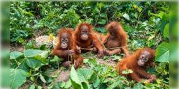 Read more about - Odisha Jungle | ওড়িশার জঙ্গলে নতুন ৫ ‘বিদেশি’ অতিথি! কীভাবে এলো তারা এখানে?