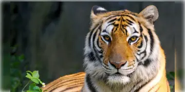 Read more about - Royal Bengal Tiger | দুয়ারে বাঘমামা, আতঙ্কে ঘুম উড়েছে কুলতলির মৈপীঠের বাসিন্দাদের