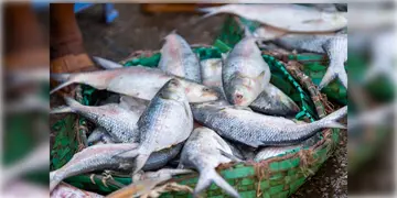 Read more about - Hilsa Fish | বৃষ্টি কমতেই ইলিশের আশায় সাগরমূখী মৎস্যজীবীরা, রুপোলি ফসলের খরা কাটবে?