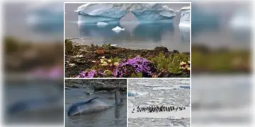 Read more about - Global Warming Effects | ৭ দিনে মৃত শতাধিক ডলফিন! অ্যান্টার্কটিকায় বরফ গলে মৃত্যু হাজারো পেঙ্গুইনের! অ্যান্টার্কটিকায় ফুটছে ফুল! বিশ্ব উষ্ণায়ণ নিয়ে সতর্কবার্তা বিজ্ঞানীদের!