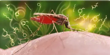 Read more about - আপনি কি ম্যালেরিয়ায় আক্রান্ত? কোন পথ অবলম্বন করবেন এখন?