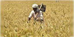 Read more about - গত বছরের তুলনায় এবছর গমের উৎপাদন ৩% কমবে বলে জানাল কেন্দ্র সরকার