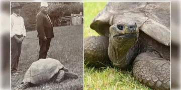 Read more about - Oldest Tortoise 191st Birthday | টেলিফোন থেকে ইন্টারনেট, যুগ পরিবর্তন দেখেছে জোনাথন! ১৯১তম জন্মদিনে প্রাচীনতম কচ্ছপকে শুভেচ্ছা বার্তা গোটা বিশ্ব জুড়ে!